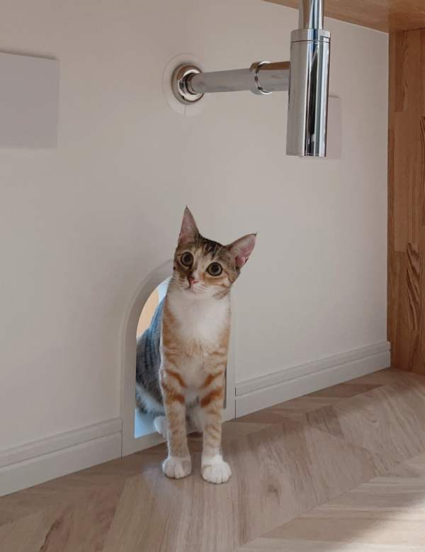 猫穴で猫トイレ置場に「猫と本の家」