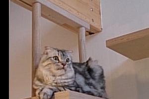 猫と暮らす小さな家